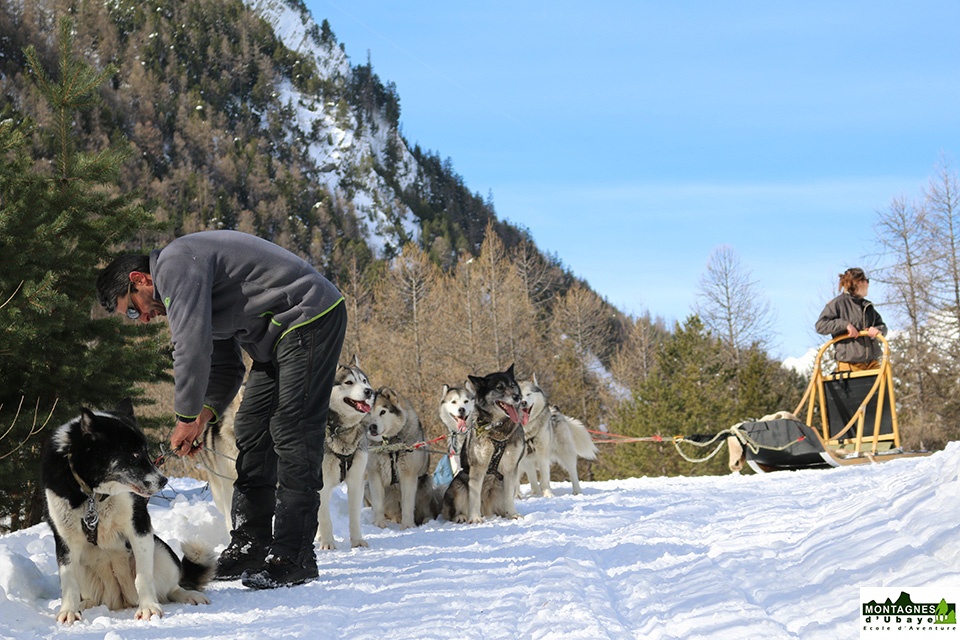 Chiens de traineau_1