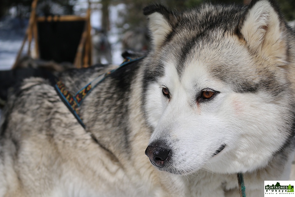 Chiens de traineau_2