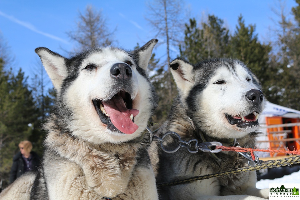 Chiens de traineau_3