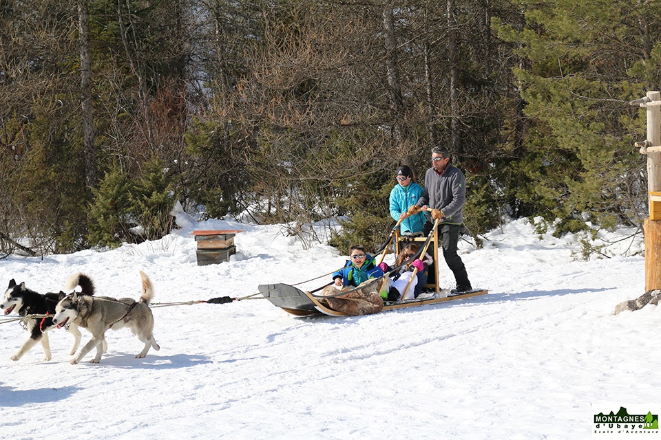 Chiens de traineau_4