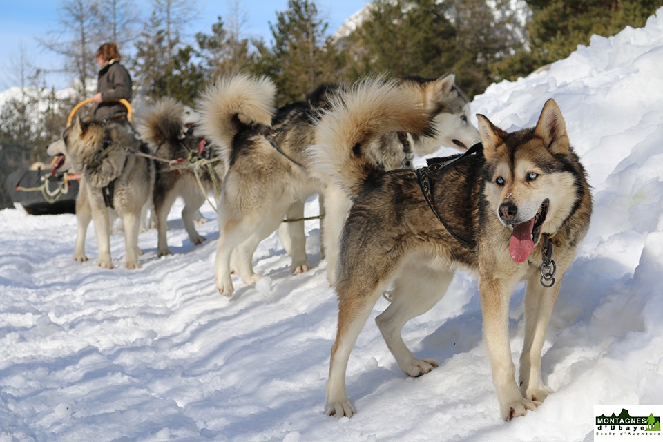 Chiens de traineau_5
