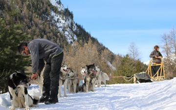 Chiens de traineau_1