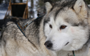 Chiens de traineau_2