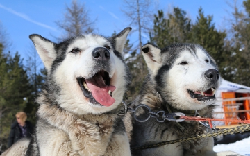 Chiens de traineau