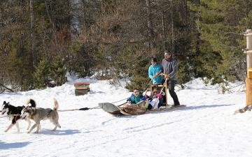 Chiens de traineau_4