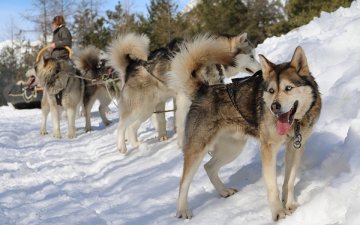 Chiens de traineau_5