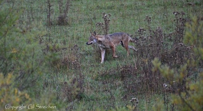 Loup Abruzzes